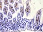 Anti-DHODH Picoband Antibody