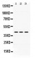 Anti-DHODH Picoband Antibody