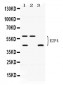 Anti-E2F4 Picoband Antibody