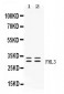 Anti-FHL3 Picoband Antibody