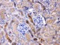 Anti-GNB1 Picoband Antibody