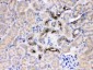 Anti-GNB1 Picoband Antibody