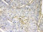Anti-GNB1 Picoband Antibody