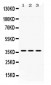 Anti-GNB1 Picoband Antibody