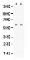 Anti-GPI Picoband Antibody