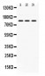Anti-KRIT1 Picoband Antibody