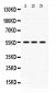 Anti-MPP1 Picoband Antibody