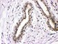 Anti-NFIA Picoband Antibody