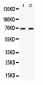 Anti-NFIA Picoband Antibody