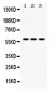 Anti-PIAS4 Picoband Antibody