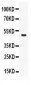 Anti-ADFP Picoband Antibody