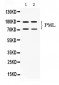 Anti-PML Protein Picoband Antibody