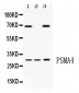 Anti-PSMA4 Picoband Antibody