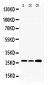 Anti-RPL19 Picoband Antibody