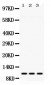 Anti-MPS1 Picoband Antibody