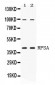 Anti-RPSA Picoband Antibody