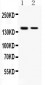 Anti-SAFB Picoband Antibody