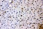Anti-PC4 Picoband Antibody