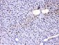 Anti-PC4 Picoband Antibody