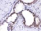 Anti-PC4 Picoband Antibody