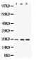 Anti-PC4 Picoband Antibody