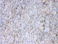 Anti-Synapsin I Picoband Antibody