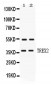 Anti-TREX2 Picoband Antibody