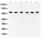 Anti-COX1/Cyclooxygenase 1 Picoband Antibody