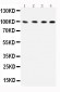 Anti-ICAM-1 Antibody