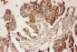 Anti-CNTF Picoband Antibody