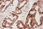 Anti-CNTF Picoband Antibody