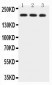 Anti-BRCA1 Picoband Antibody