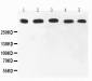 Anti-Ki67 Picoband Antibody