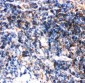 Anti-Bid Picoband Antibody