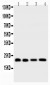 Anti-Bid Picoband Antibody