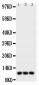 Anti-CCL1 Antibody