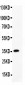 Anti-Cofilin Picoband Antibody