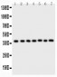 Anti-ARA9 Picoband Antibody