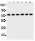 Anti-AKT2 Picoband Antibody