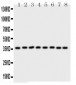 Anti-Annexin V Picoband Antibody