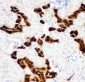 Anti-Calbindin Picoband Antibody