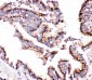 Anti-Cathepsin D Picoband Antibody