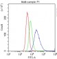 Anti-CD20 Picoband Antibody