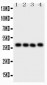 Anti-CD34 Picoband Antibody