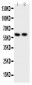 Anti-Src Picoband Antibody