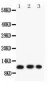 Anti-Eotaxin 3 Picoband Antibody