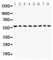 Anti-Beclin 1 Picoband Antibody