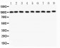 Anti-CBL Picoband Antibody