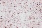 Anti-GFAP Picoband Antibody