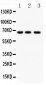 Anti-NF-kB p65 Picoband Antibody